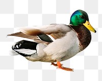 Mallard duck png, transparent background