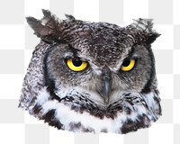 Grey owl head png collage element, transparent background