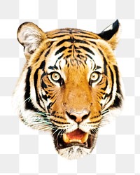 Tiger face png, design element, transparent background