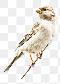 Sparrow bird png, transparent background