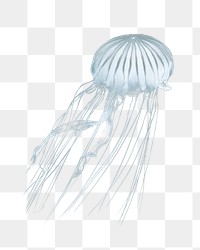 Jellyfish swimming png, design element, transparent background