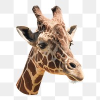 Giraffe png animal, transparent background