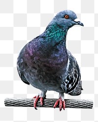 Pigeon png collage element, transparent background