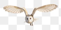 Flying barn owl png, transparent background