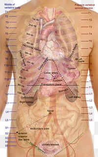 Surface projections of the major organs of the trunk, using the vertebral column and rib cage as main reference points of superficial anatomy. The transpyloric plane and McBurney's point are among the marked locations.To discuss image, please see Talk:Human body diagrams by Mikael Häggström.