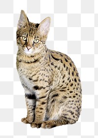 Savannah cat png collage element, transparent background