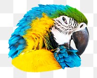 Blue parrot png, transparent background