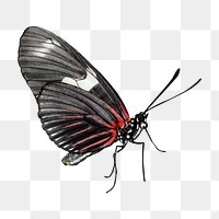 Black butterfly png collage element, transparent background