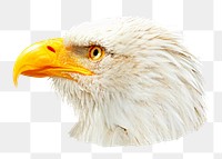 Bald eagle png, transparent background