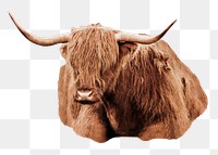 Highland cattle png, design element, transparent background