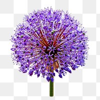 Purple blooming flower png, transparent background