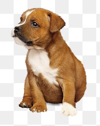 Terrier puppy png, design element, transparent background