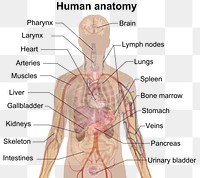 Selection of organs in human anatomy.To discuss image, please see Talk:Human body diagrams