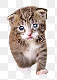 Sad kitten png, isolated design, transparent background