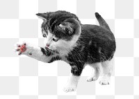 Grey kitten png, isolated design, transparent background