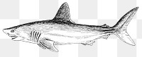 Any of numerous mostly marine cartilaginous fishes of medium to large size that have a fusiform body, lateral branchial clefts, and a tough usually dull gray skin roughened by minute tubercles and are typically active predators sometimes dangerous to humans