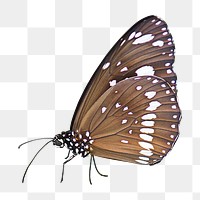 White spotted butterfly png collage element, transparent background