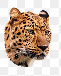 PNG Leopard, wild animal closeup portrait, collage element on transparent background