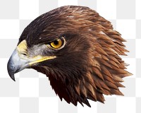 Eagle head png collage element, transparent background