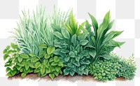 PNG Garden outdoors plant green. AI generated Image by rawpixel.