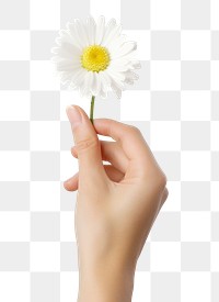 PNG White daisy hand holding flower. 