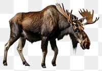 PNG Moose wildlife animal mammal