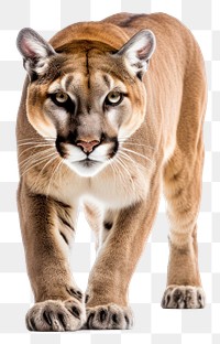 PNG Cougar wildlife animal mammal. 