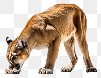 PNG Cougar wildlife animal mammal. AI generated Image by rawpixel.