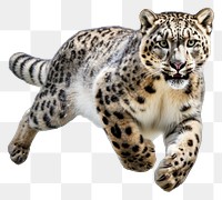 PNG Snow leopard wildlife animal mammal. AI generated Image by rawpixel.