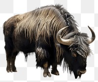 PNG Yak livestock wildlife buffalo. AI generated Image by rawpixel.