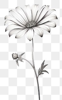 PNG Wildflower drawing sketch plant. AI generated Image by rawpixel.