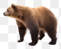 PNG Grizzly bear wildlife mammal. AI generated Image by rawpixel.