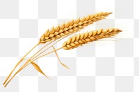 PNG Wheat grain food white background agriculture