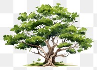 PNG Tree plant green illustrated. AI generated Image by rawpixel.