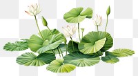 PNG Plant illustration lily flower green. 