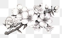 PNG  Cherry blossom drawing flower sketch. AI generated Image by rawpixel.