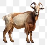 PNG Alpine goat livestock wildlife animal
