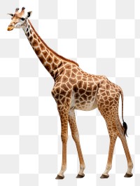 PNG Giraffe wildlife standing animal. AI generated Image by rawpixel.