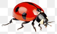 PNG Lady bug animal insect white background