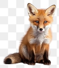 PNG Little fox sit wildlife animal mammal. AI generated Image by rawpixel.