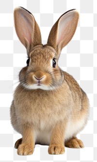 PNG Rabbit animal rodent mammal. AI generated Image by rawpixel.
