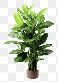 PNG Plant png leaf white background houseplant. AI generated Image by rawpixel.