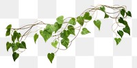 PNG Jungle vines plant leaf 