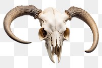 PNG Animal skull white background electronics taxidermy. AI generated Image by rawpixel.