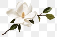 PNG  Magnolia flower petal plant