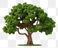 PNG  Tree plant white background outdoors. AI generated Image by rawpixel.