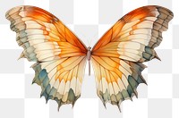 PNG A butterfly wing animal insect white background. 