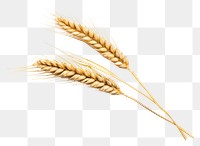 PNG Barley wheat. AI generated Image by rawpixel.