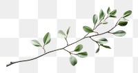 PNG Decorative leaf branch