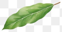 PNG Laurel plant leaf white background. AI generated Image by rawpixel.